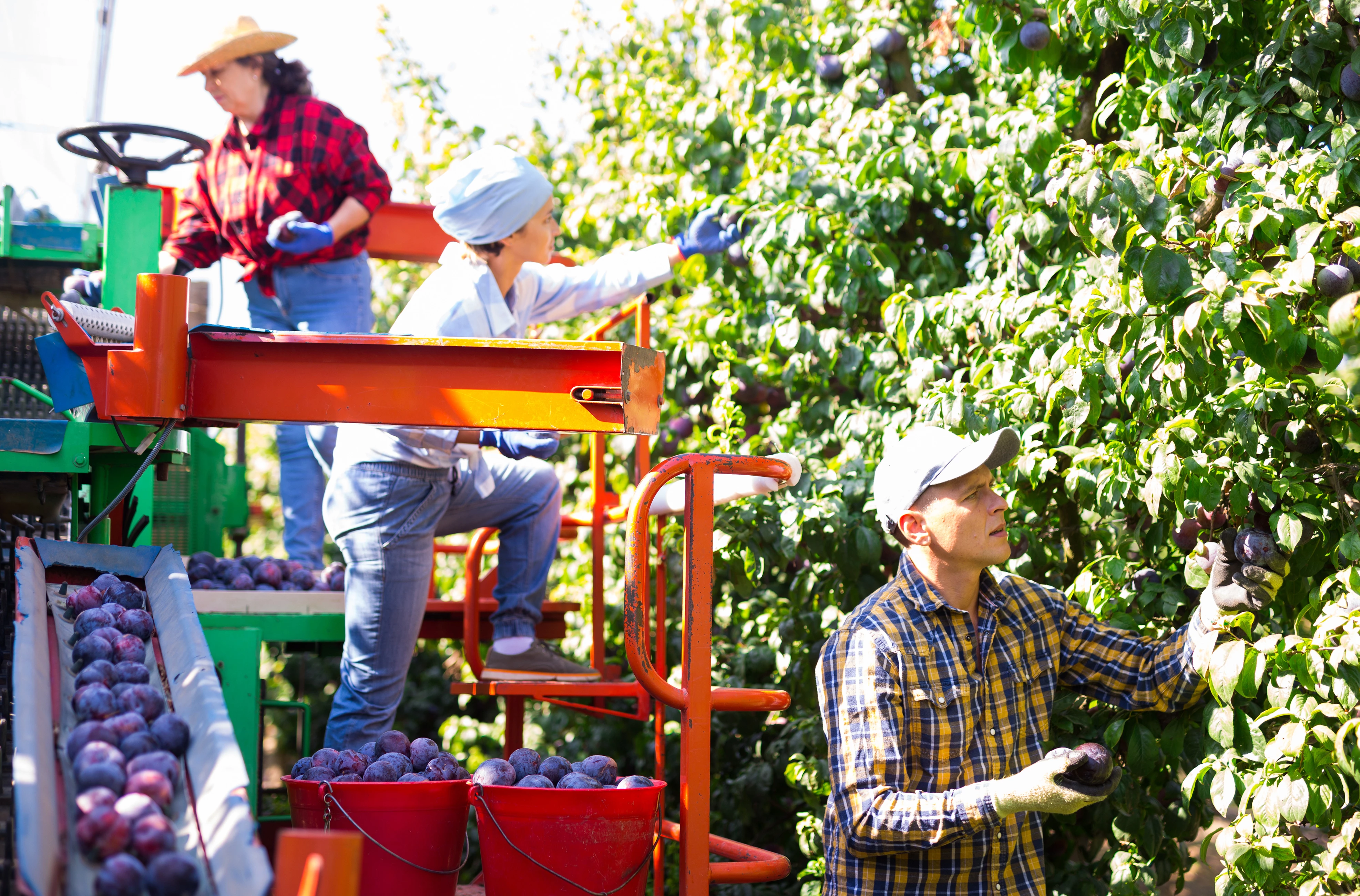 Aide agricole de production fruitière ou viticole