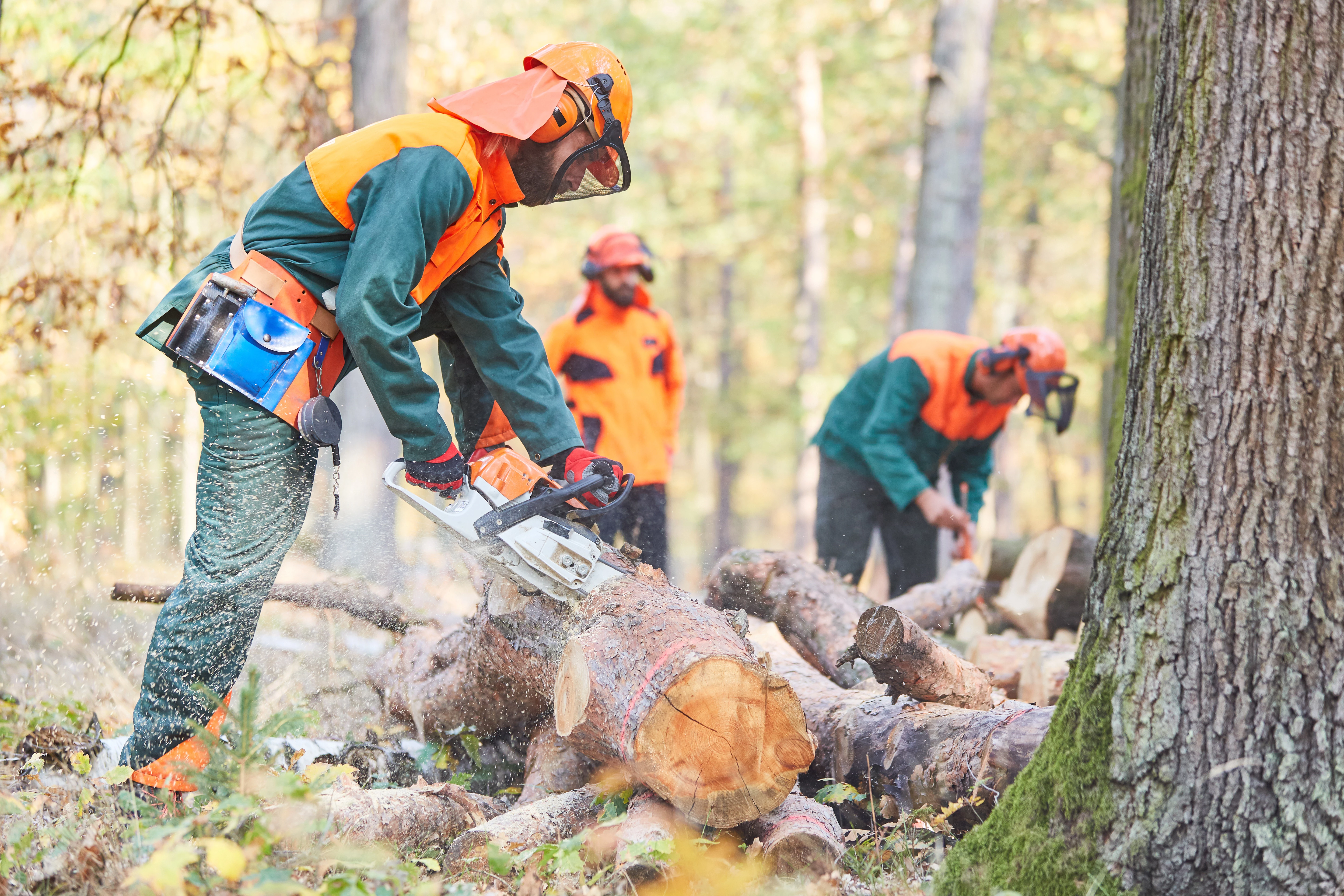Première transformation de bois d'oeuvre