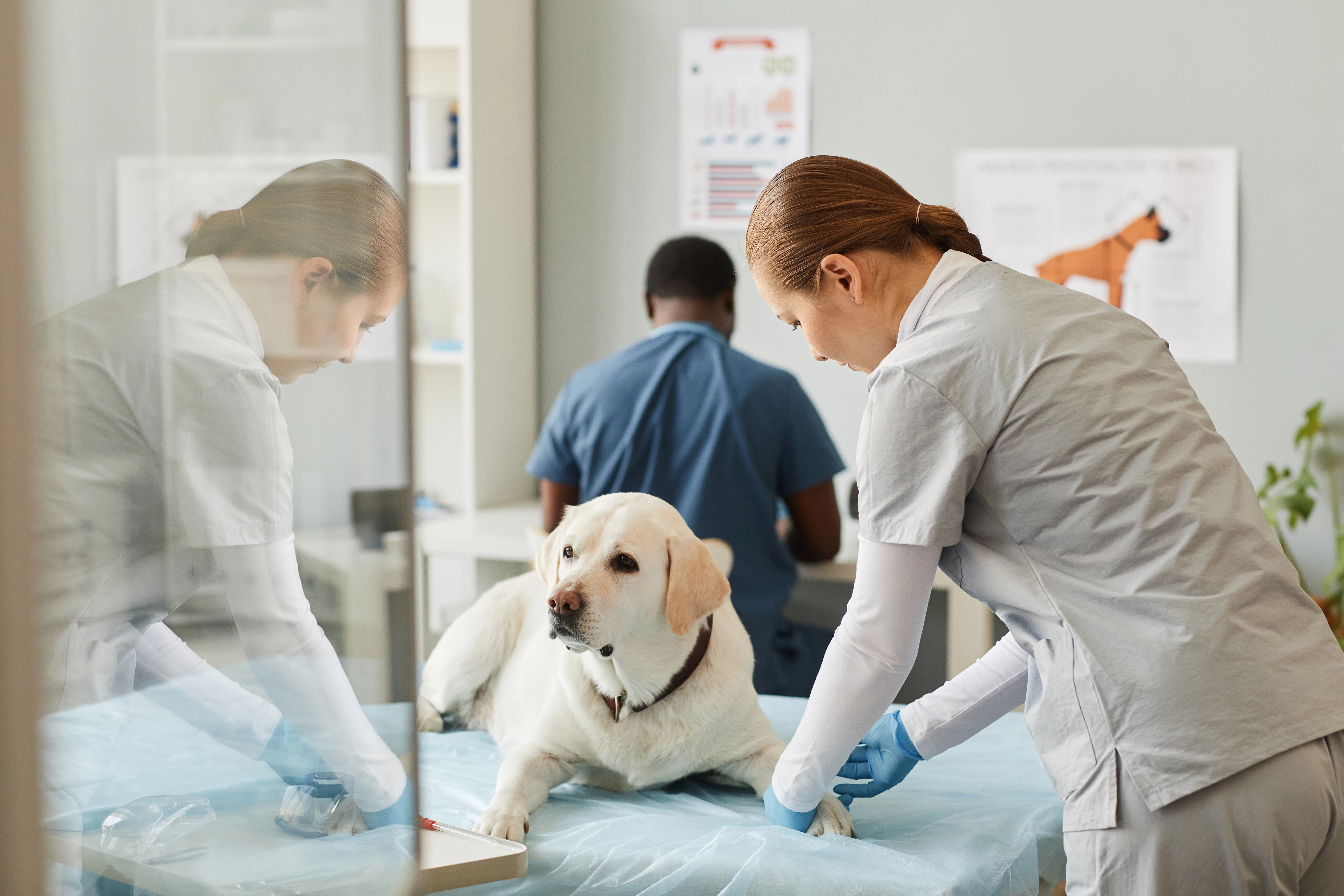 Soins aux animaux 